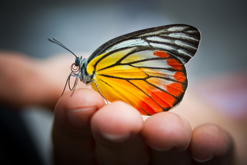Transformative Header Photo by wimammoth on Canva